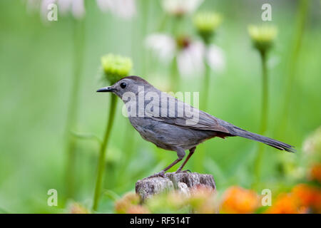 01392-03519 Grau Catbird (Dumetella carolinensis) auf zaunpfosten im Blumengarten, Marion Co., IL Stockfoto