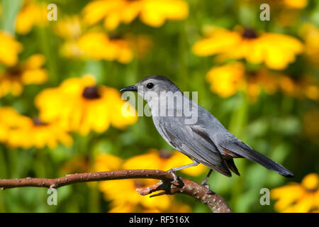 01392-03610 Grau Catbird (Dumetella carolinensis) im Blumengarten mit Black-Eyed Susans (Rudbeckia hirta) Marion Co., IL Stockfoto