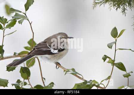 01395-02811 Northern Mockingbird (Mimus polyglottos) in amerikanischer Stechpalme (Ilex opaca) im Winter, Marion Co., IL Stockfoto