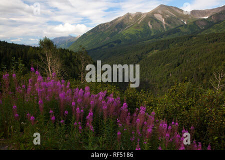 Fireweed wächst entlang einem Hügel auf der Kenai Halbinsel, Alaska Stockfoto