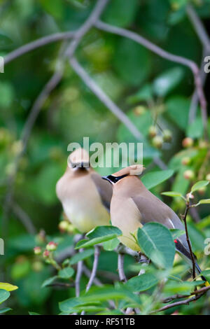 01415-02709 Zeder Waxwings (Bombycilla cedrorum) Zwei in Serviceberry Bush (Amelanchier canadensis), Marion Co., IL Stockfoto