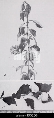 . Einige Ziersträucher für die Tropen. Sträucher Tropen. Einige ZIERSTRÄUCHER für die Tropen, 81. Abbildung 47, A. - die Blüten der gesäumten Hibiscus haben tief Blütenblätter mit einem roten Hals und Venen. Die Tips zu blass rosa verblassen. B - Der doppelte weiße Althea, Hibiscus syriacus, ist eine schlanke bis rechts Strauch, sowohl in den gemäßigten Gebieten und in den kühleren Teilen der Tropen auf Meeresspiegel gewachsen.. Bitte beachten Sie, dass diese Bilder extrahiert werden aus der gescannten Seite Bilder, die digital haben für die Lesbarkeit verbessert - Färbung und Aussehen dieser Abbildungen können nicht Perfekt re Stockfoto