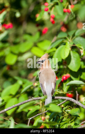 01415-03320 (Cedar Waxwing Bombycilla cedrorum) (Serviceberry Amelanchier canadensis) Bush, Marion Co.IL Stockfoto