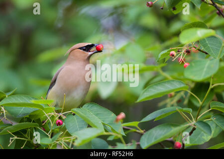 01415-03406 (Cedar Waxwing Bombycilla cedrorum) essen Berry im Serviceberry (Amelanchier canadensis) Bush, Marion Co.IL Stockfoto