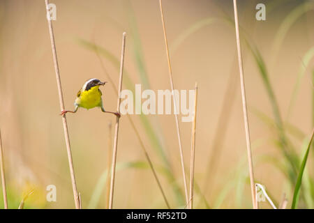 01490-002.03 Gemeinsame Yellowthroat (Geothlypis trichas) männlich mit Essen in Prairie, Marion Co.IL Stockfoto