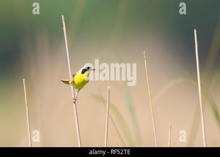 01490-002.04 Gemeinsame Yellowthroat (Geothlypis trichas) männlich mit Essen in Prairie, Marion Co.IL Stockfoto