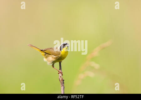 01490-002.08 Gemeinsame Yellowthroat (Geothlypis trichas) männlich mit Essen in Prairie, Marion Co.IL Stockfoto