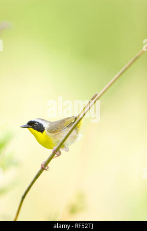 01490-002.15 Gemeinsame Yellowthroat (Geothlypis trichas) männlich in Prairie, Marion Co.IL Stockfoto