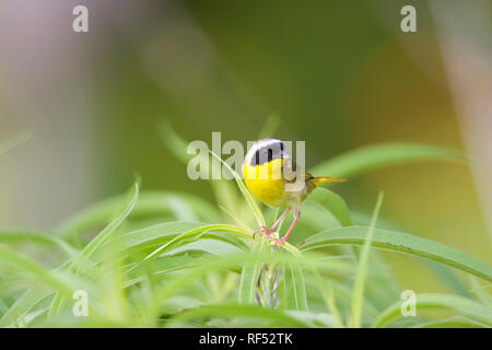 01490-002.18 Gemeinsame Yellowthroat (Geothlypis trichas) männlich mit Essen in Prairie, Marion Co.IL Stockfoto