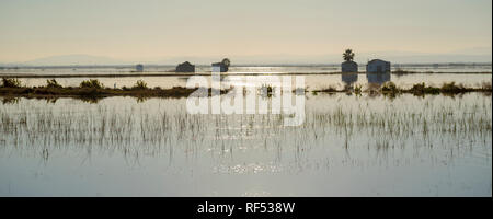 Reisfeld im Naturreservat La Albufera, El Palmar, Valencia, Comunidad Valencia Stockfoto