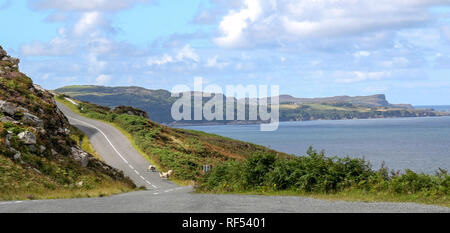 Schafe auf der Straße in Irland. Eine Küstenstraße auf den wilden Atlantik Irland mit Blick auf Lough Swilly auf der Halbinsel Fanad in County Donegal, Irland. Stockfoto