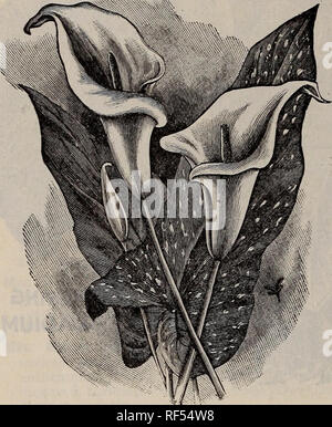 . Frühjahr 1902. Baumschulen Ohio Painesville Kataloge; Gemüse Samen Kataloge Kataloge; Lampen; Blumen (Pflanzen) Kataloge; Pflanzen, Zierpflanzen, Obst Kataloge Kataloge; Bäume Sämlinge Kataloge. 82 DIE STORRS &Amp; HARRISON CO: S KATALOG. Tom Thumb - (kleines Juwel.) eine Miniaturform des "Weißen Calla lily", selten über 10 bis 12 cm hoch. Blüht ständig, wenn gut etabliert. 15 C. Duft - In diesem haben wir nicht nur eine charmante und nützliche Blume, größer als gemeinsame Calla, in der Großen Freiheit produziert, aber einen herrlichen Duft im Gegensatz zu jeder anderen Pflanze, die wir kennen. Blumen Pu Stockfoto