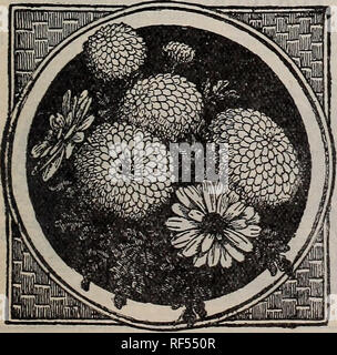 . Katalog: 1902. Baumschulen Ontario Toronto Kataloge; Gemüse Samen Samen Kataloge Kataloge; Blumen; Pflanzen, Zierpflanzen Kataloge; Glühlampen (Pflanzen) Kataloge; Obst; landwirtschaftliche Arbeitsgeräte Kataloge Kataloge. NICOTIANA (Tabak) 343 Nicotiana Affinis. Eine jährliche, mit duftenden, rein weiße sternförmige Blüten, 3 Zoll, blühende kontinuierlich. 2 bis 3 Fuß hoch 5 344 âGiant Rot geblüht. Herrliche decora- jährlichen. Das Laub ist üppig und tropisch - in Erscheinung; Anlagen mit immensen Clus tern ot reichen crimson Blumen überwunden. Sie wachsen schnell, ungefähr 5 Fuß in Stockfoto