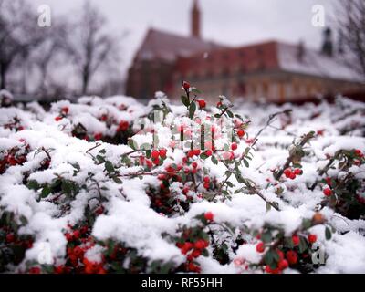 Rote Beeren bedeckt mit Schnee und unscharfen Hintergrund Stockfoto