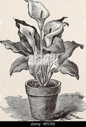 . Katalog. Baumschulen Kentucky Louisville Kataloge; Baumschulen (Gartenbau) Kentucky Louisville Kataloge; Pflanzen, Zierpflanzen, Blumen Kataloge Kataloge; Bäume; Sträucher Sämlinge Kataloge Kataloge. Carex Japonica. Lilie DER NIL. Reines Weiß, große, prächtige Blüte. 30 Cent jedes; pro Dutzend, $ 3; große Pflanzen, 6-Zoll pot", 50 Cent. Beschmutzt. RICHARDIA ALBA MACULATA. Diese Pflanze ist alwaj * ornamentale, auch wenn sie nicht blühen, die dunkelgrünen Blätter schön beschmutzt werden mit Weiß; in anderen Re-Aspekte der Anlage ist der gleiche wie der weißen calla, aber ist der Zwerg Gewohnheit. 30 Cent jedes; Pro d Stockfoto