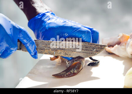 In der Nähe der Bahamas mann Vorbereitung conch für Salat Stockfoto