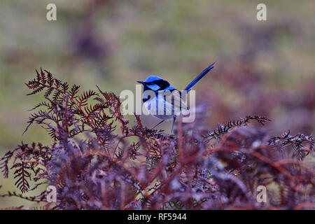 Schöne Blaue von Super fairy wren Vogel in Tasmanien Stockfoto