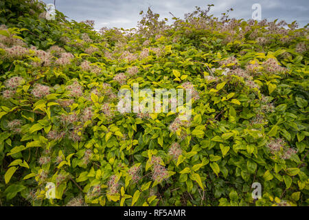 Old Man's Bart oder Traveller's Freude (Clematis vitalba), ein Mitglied der Clematis Gattung in eine Hecke Stockfoto