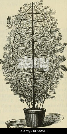 . Gewächshaus- und Freilandpflanzen: Frühjahr 1897, Katalog Nr. 2. Freilandpflanze Sämlinge Kataloge; Gewächshaus Pflanzen Sämlinge Kataloge; Baumschulen Gartenbau Georgia Augusta Kataloge; Baumschulen Georgia Augusta Kataloge; Bäume Kataloge. Pflanzen für Gewächshaus. Anlage? Für diese Klasse soll unter Glas oder im Haus kultiviert werden, obwohl mehrere Sorten effektiv sind Beetpflanzen. Spezielle Sammlungen. âFor die Bequemlichkeit der Gäste nicht gründlich vertraut mit den wünschenswertesten Anlagen für die Möblierung Gewächshäuser, werden wir die folgenden Kollektionen. Alle th Stockfoto