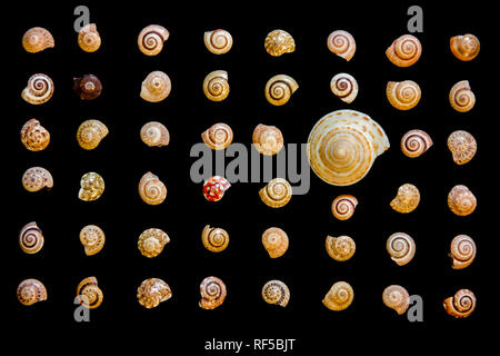 Ein diversity Konzept mit Muschelschalen in verschiedenen Mustern und Farben. Die Schalen sind auf schwarzem Hintergrund angeordnet. Stockfoto