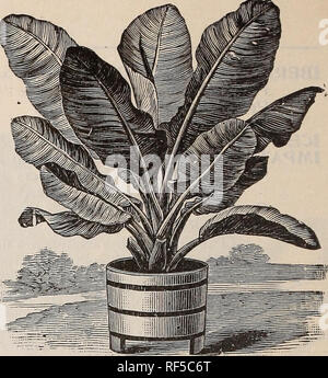 . Jährliche beschreibenden Katalog: Samen & Amp; c. Baumschulen, Massachusetts, Boston, Kataloge, Blüten, Samen, Kataloge, Gemüse, Samen, Kataloge, Gräser, Samen, Kataloge, landwirtschaftliche Geräte, Kataloge; Obst, Kataloge. MYOSOTIS Alpestris, Victoria. MUSA ENSETA. NAME. Beschreibung. LOBELIA. Speciosa, blau, nachgestellte Gewohnheit Cardinalis Queen Victoria, leuchtend Scharlachrot-Hybrida, gemischt, alle Farben LOPHOSPERMUM. Siehe Kletterer. IN EINEM NEBEL LIEBE. Siehe Nigella. LOVE Lies Bleeding. Siehe Amaranthus Caudatus. LUNARIA. (Ehrlichkeit). Splendid Grenze Pflanzen, deren Samen-Pods wertvoll sind für den Winter Blumensträuße; Stockfoto