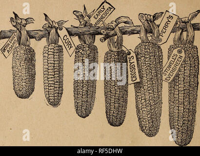 . Preisliste und beschreibenden Katalog von F. Barteldes &Amp; Co. Baumschulen, Kansas, Lawrence, Kataloge, Gemüse, Samen, Kataloge, Blüten, Samen, Kataloge, Gräser, Samen, Kataloge; Obst, Sämlinge, Kataloge, landwirtschaftliche Geräte, Kataloge. 22 F. Barteldes &Amp; Co., Lawrence, Kansas. Mais. COL. LARDS, Georgien, Süd- oder Kreolischen. - Diese ist die Vielfalt so weit im Süden, wo sie liefert eine Fülle an Nahrung für Mensch und Tier verwendet. Bildet einen großen, lockeren, offenen Kopf, oder eine Masse der Blätter auf einem hohen Stiel. Einfrieren die Verbesserung ihrer Qualität. Sau dick in Bohrer, in r Stockfoto