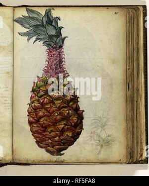 Ananas. Artist: Jan Brandes. Verfasser der Stellungnahme: Jan Brandes. Dating: Jan-1785. Ort: indonesie. Maße: H 195 mm x B 155 mm. Museum: Rijksmuseum, Amsterdam. Stockfoto