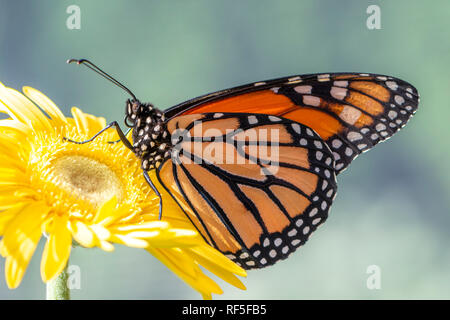 Monarchfalter danaus plexippus ruht auf einem gelben Gerbera Blume in der Morgensonne auf einem weichen, grünen Hintergrund - männlich Stockfoto