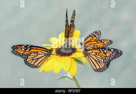 Monarchfalter Danaus plexippus Gruppe Fütterung auf eine einzelne gelbe Sonnenblume, mit einem neutralen Hintergrund. Stockfoto