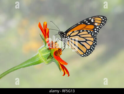 Monarchfalter Danaus plexippus, Fütterung auf ein Orange tithonia Sonnenblume - männlich Stockfoto