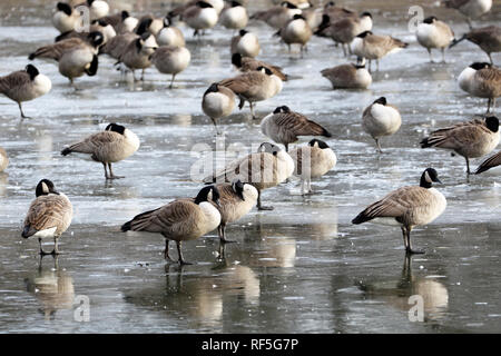 Kanadagans, Branta canadensis, ruht auf Eis, Verona Park, Verona, NJ, USA Stockfoto