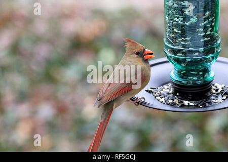 Northern cardinal, Kardinäle Kardinäle, Essen in einem futterhaus Stockfoto