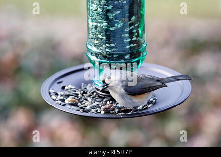 Getuftete Meise, Baeolophus bicolor, Essen in einem futterhaus Stockfoto