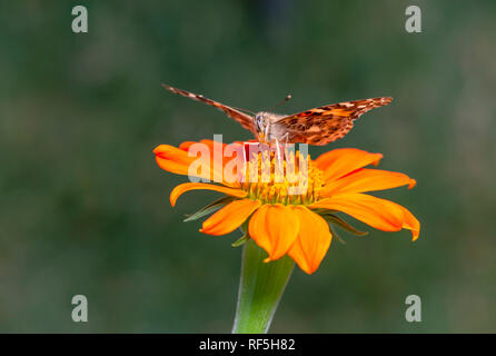 Distelfalter Schmetterling Vanessa Cardui, die auf der Oberseite von einem tithonia/Mexikanische Sonnenblume Stockfoto