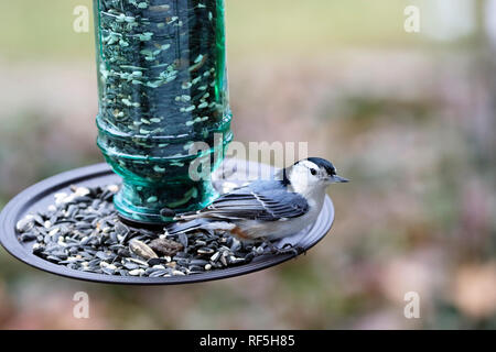 White-breasted Kleiber, Sitta carolinensis, Essen in einem futterhaus Stockfoto