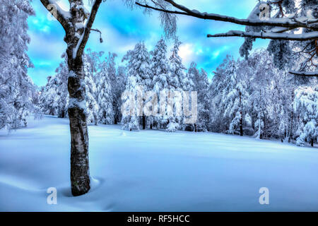 Verschneiten Wald blau Winterlandschaft Stockfoto