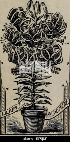 . Frühjahr 1902. Baumschulen Ohio Painesville Kataloge; Gemüse Samen Kataloge Kataloge; Lampen; Blumen (Pflanzen) Kataloge; Pflanzen, Zierpflanzen, Obst Kataloge Kataloge; Bäume Sämlinge Kataloge. Lilien. Lilien gedeihen am besten in einem trockenen, reichen Boden, wo das Wasser wird im Winter nicht stand. Nach dem Einpflanzen Sie sehr wenig Pflege bedürfen, und sollte nicht für Jahre gestört werden, als etablierte Betriebe blühen mehr frei, als wenn die jährlich übernommen. In dieser Liste bieten wir nur solche Sorten so sicher im Frühjahr gesendet werden kann. Für weitere Sorten finden Sie in unserem Fall Katalog. Auratum - (Gold-banded Japan Lily.) Con Stockfoto