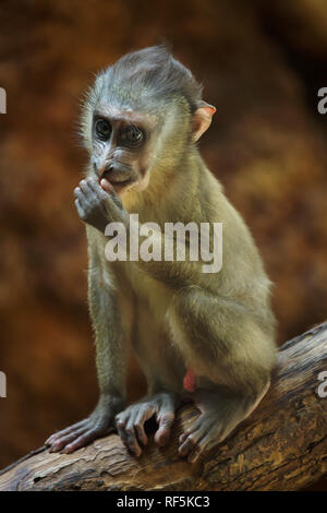 Wenig bohren Monkey (Mandrillus leucophaeus). Stockfoto