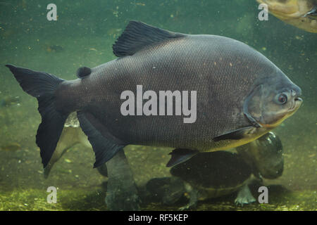 Tambaqui (Colossoma Macropomum), auch bekannt als riesiger Pacu. Stockfoto