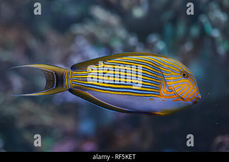 Blau gebändert Doktorfisch (Acanthurus Lineatus), auch bekannt als die Zebra-Doktorfisch. Stockfoto