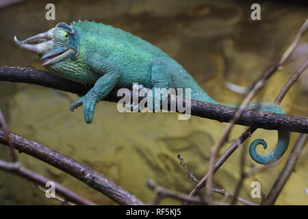 Jacksons Chamäleon (Trioceros jacksonii), auch als die Kikuyu drei Hörnern Chamäleon bekannt. Stockfoto