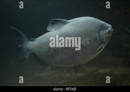 Tambaqui (Colossoma Macropomum), auch bekannt als riesiger Pacu. Stockfoto