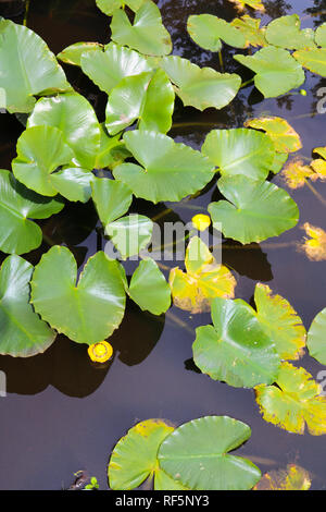 Lilly Pads mit großen grünen Blättern und gelben Blüten auf Coldwater Lake am Mt St Helens Volcanic National Park Observatorium in Castle Rock, Washington Stockfoto