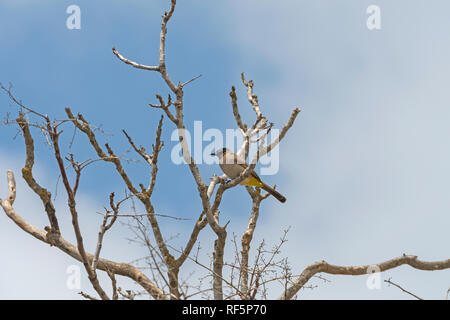 Weiß-spectacled Bulbul in einen Baum in Israel Stockfoto