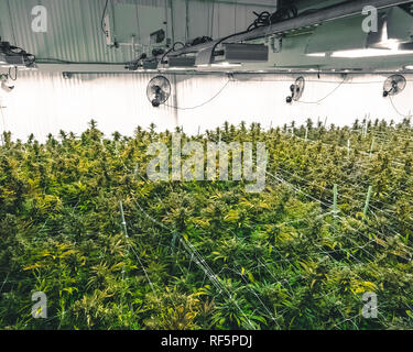 Helle grüne überdachung der ausgewachsenen angehende Marihuana Pflanzen auf kommerziellen Anlagen zur Ernte bereit Stockfoto