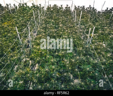 Ansicht von oben Overhead ausgewachsene Marihuana zur Ernte bereit und Verteilung in lokalen Cannabis dispensary Stockfoto