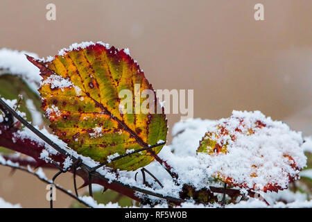 Heckenrose (Rosa Canina), bunte Blätter im Winter mit Schnee bedeckt, Baden-Wuerttemberg, Deutschland Stockfoto