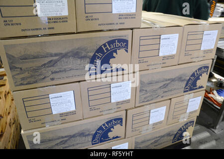 Ein Gleiter mit Boxen von gefrorenen Pollock Verrundungen an den UniSea Meeresfrüchte Werk in Dutch Harbor, Unalaska Island, Alaska, United States angehäuft. Stockfoto