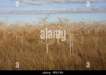 Zwerg Zypressen die Sawgrass prairie des Everglades National Park, Florida. Stockfoto