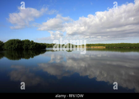 Cloudscape, spiegelt sich in den stillen Wassern des Paurotis Teich in den Everglades National Park, Florida. Stockfoto